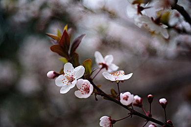 《宝可梦传说 Z-A》第一赛季游戏发售即启动 奖励公开